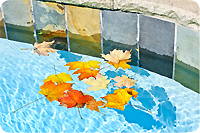 Piscine feuilles mortes