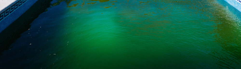 Algues piscine