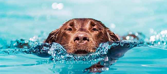 quelle bâche de piscine avec animaux